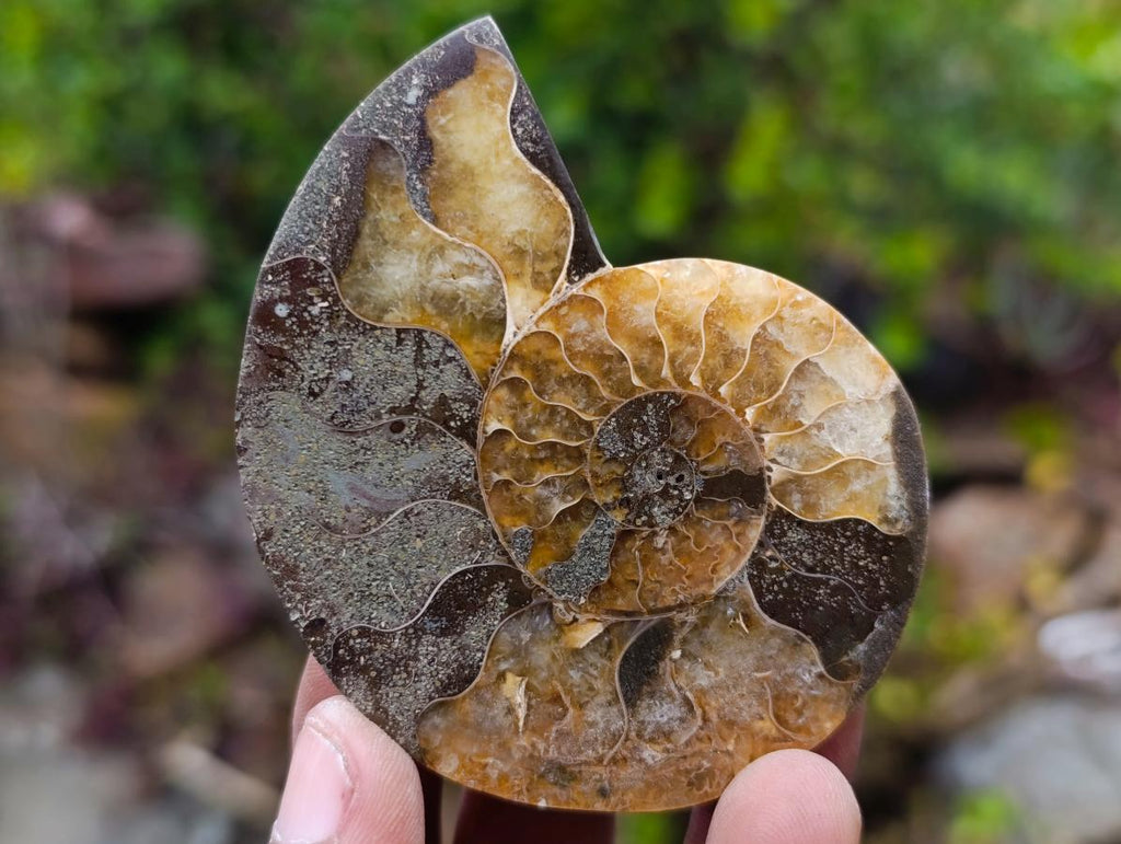Polished and Natural Iridescent Cleoniceras Ammonite Fossil Pairs x 12 From Tulear, Madagascar