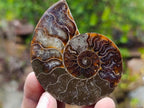 Polished and Natural Iridescent Cleoniceras Ammonite Fossil Pairs x 12 From Tulear, Madagascar