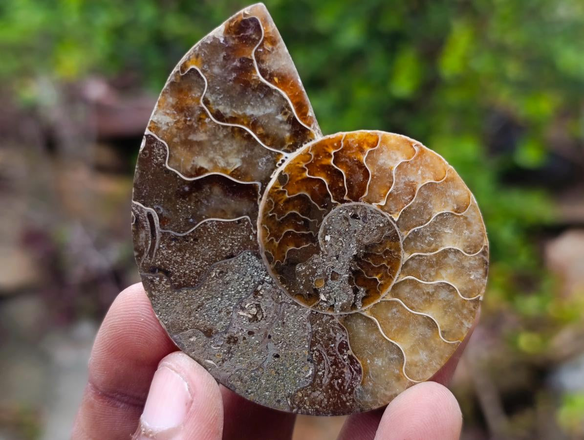 Polished and Natural Iridescent Cleoniceras Ammonite Fossil Pairs x 12 From Tulear, Madagascar