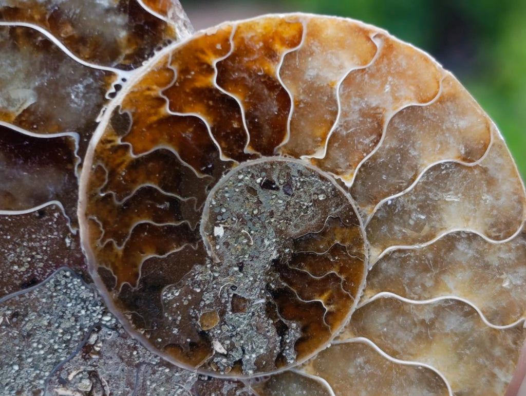 Polished and Natural Iridescent Cleoniceras Ammonite Fossil Pairs x 12 From Tulear, Madagascar