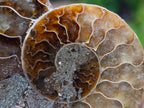 Polished and Natural Iridescent Cleoniceras Ammonite Fossil Pairs x 12 From Tulear, Madagascar
