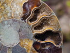 Polished and Natural Iridescent Cleoniceras Ammonite Fossil Pairs x 12 From Tulear, Madagascar