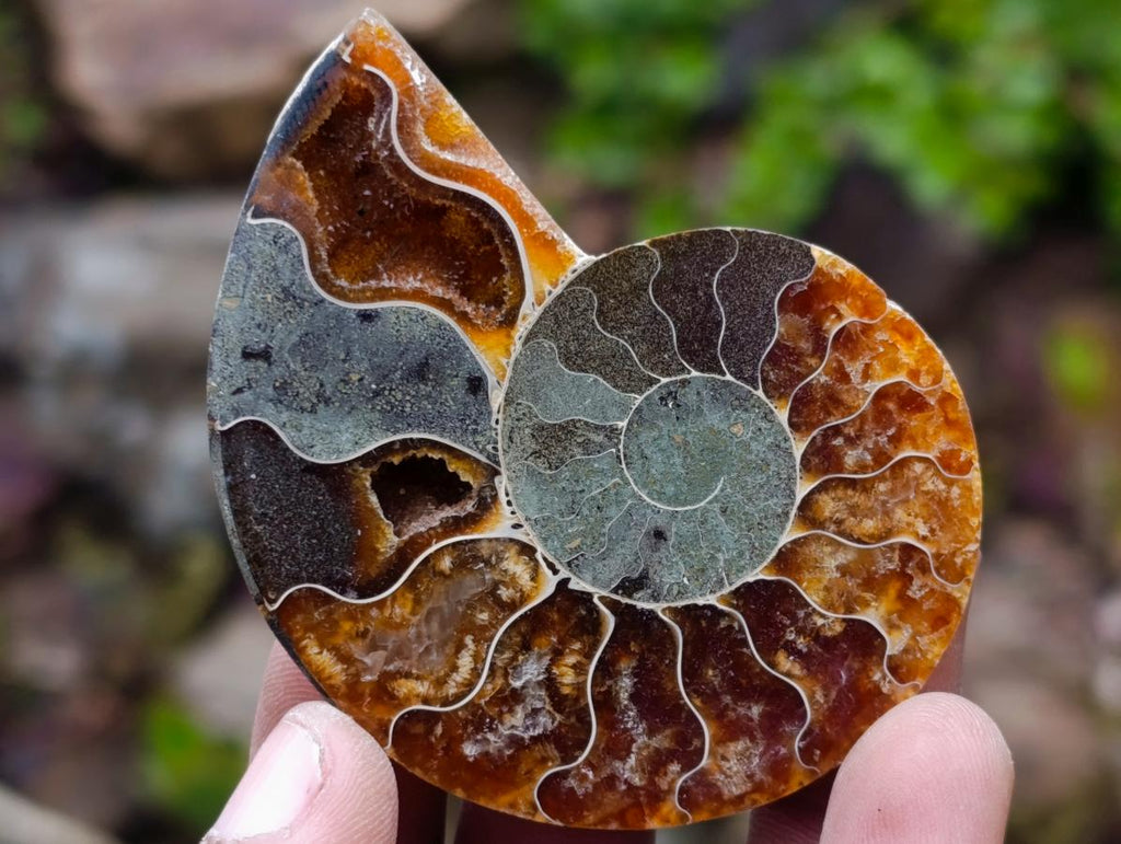 Polished and Natural Iridescent Cleoniceras Ammonite Fossil Pairs x 12 From Tulear, Madagascar