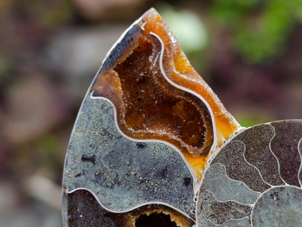 Polished and Natural Iridescent Cleoniceras Ammonite Fossil Pairs x 12 From Tulear, Madagascar