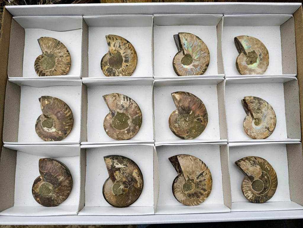 Polished and Natural Iridescent Cleoniceras Ammonite Fossil Pairs x 12 From Tulear, Madagascar
