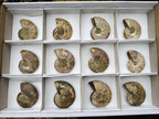 Polished and Natural Iridescent Cleoniceras Ammonite Fossil Pairs x 12 From Tulear, Madagascar