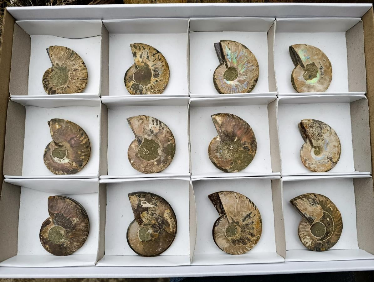 Polished and Natural Iridescent Cleoniceras Ammonite Fossil Pairs x 12 From Tulear, Madagascar