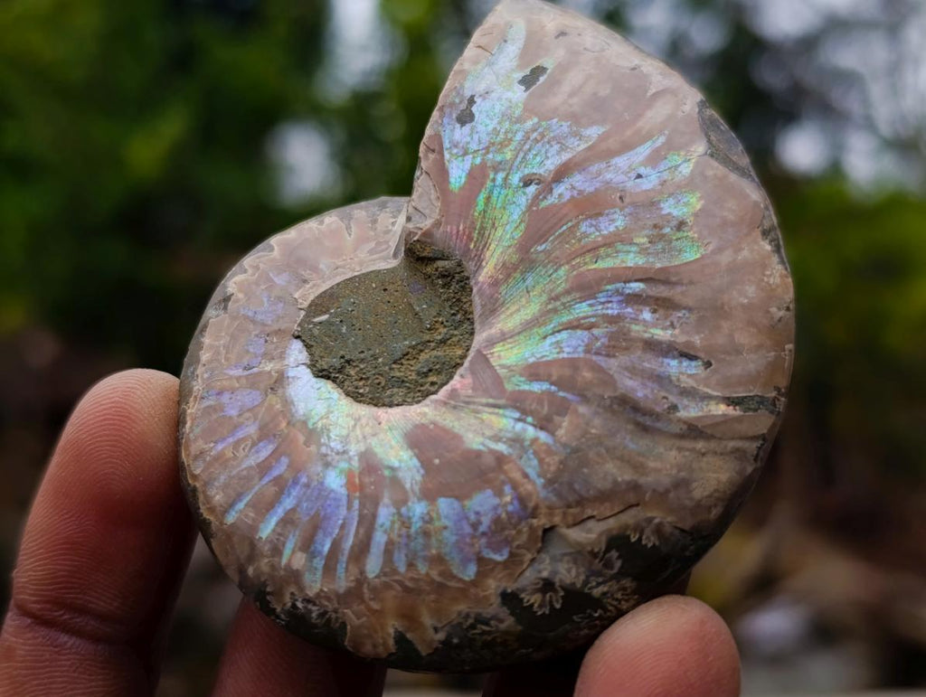 Polished and Natural Iridescent Cleoniceras Ammonite Fossil Pairs x 12 From Tulear, Madagascar