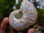 Polished and Natural Iridescent Cleoniceras Ammonite Fossil Pairs x 12 From Tulear, Madagascar
