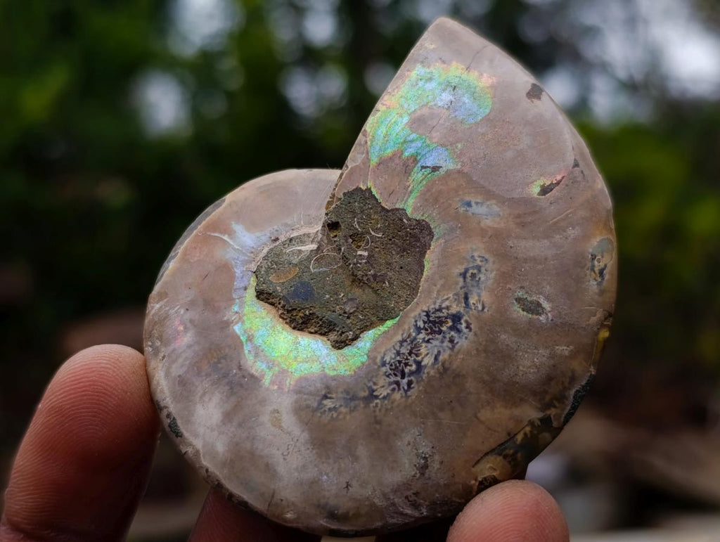 Polished and Natural Iridescent Cleoniceras Ammonite Fossil Pairs x 12 From Tulear, Madagascar