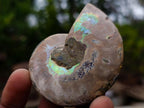 Polished and Natural Iridescent Cleoniceras Ammonite Fossil Pairs x 12 From Tulear, Madagascar