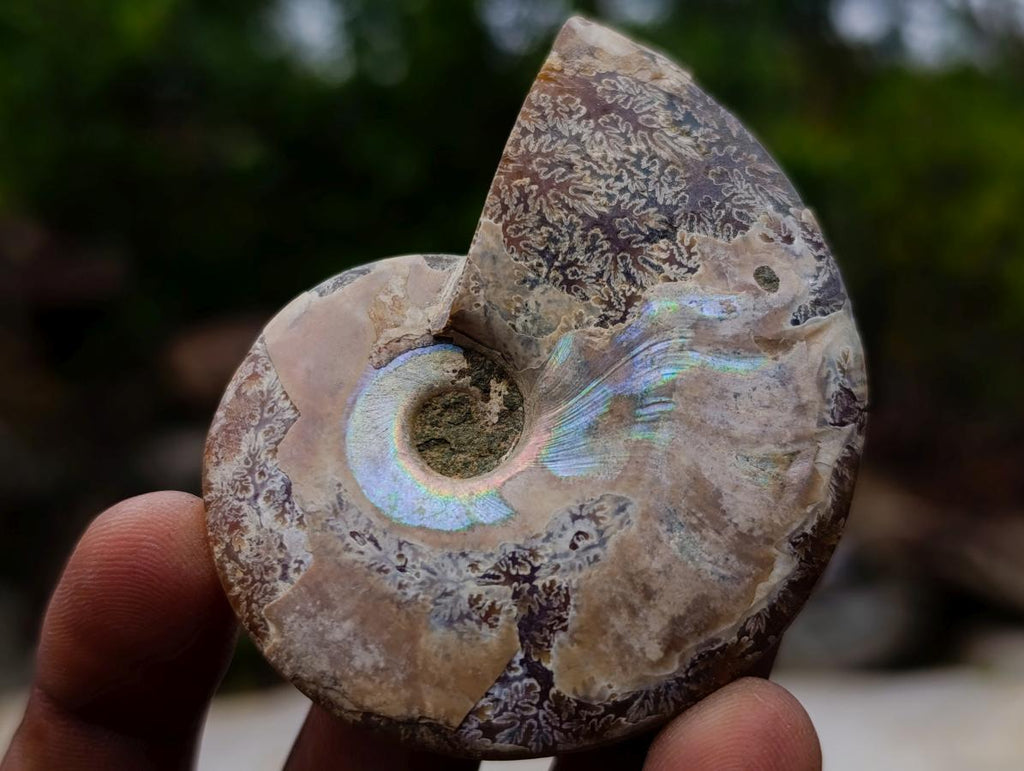 Polished and Natural Iridescent Cleoniceras Ammonite Fossil Pairs x 12 From Tulear, Madagascar