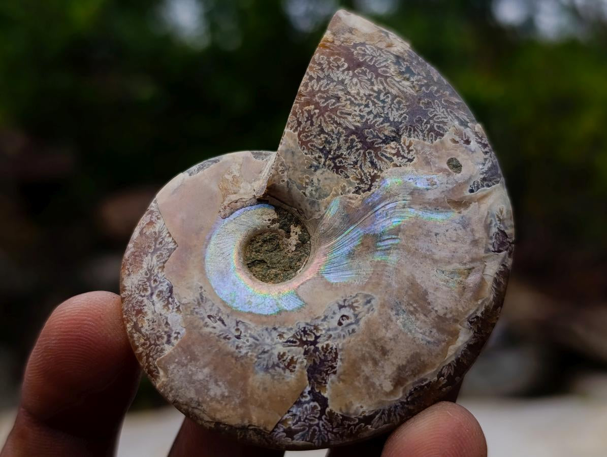 Polished and Natural Iridescent Cleoniceras Ammonite Fossil Pairs x 12 From Tulear, Madagascar
