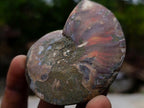 Polished and Natural Iridescent Cleoniceras Ammonite Fossil Pairs x 12 From Tulear, Madagascar