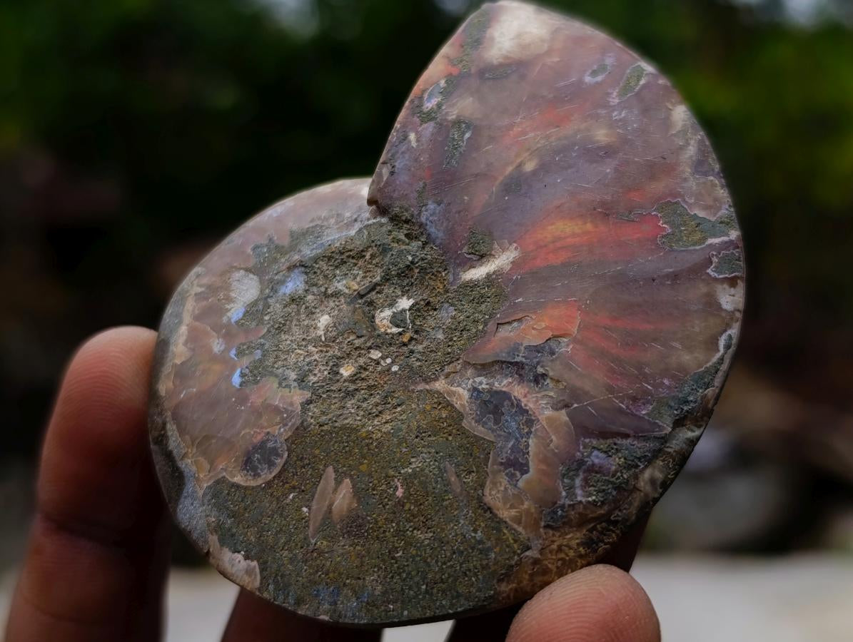 Polished and Natural Iridescent Cleoniceras Ammonite Fossil Pairs x 12 From Tulear, Madagascar