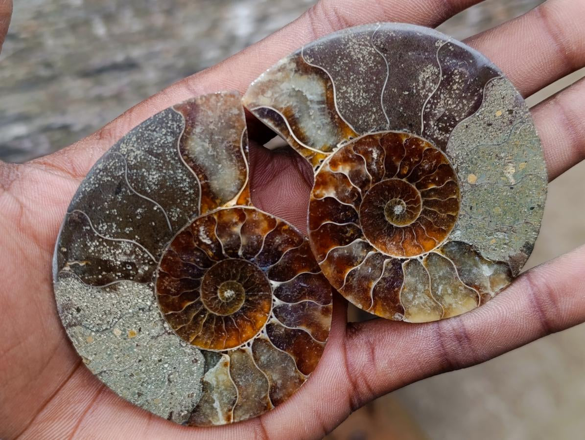 Polished and Natural Iridescent Cleoniceras Ammonite Fossil Pairs x 12 From Tulear, Madagascar