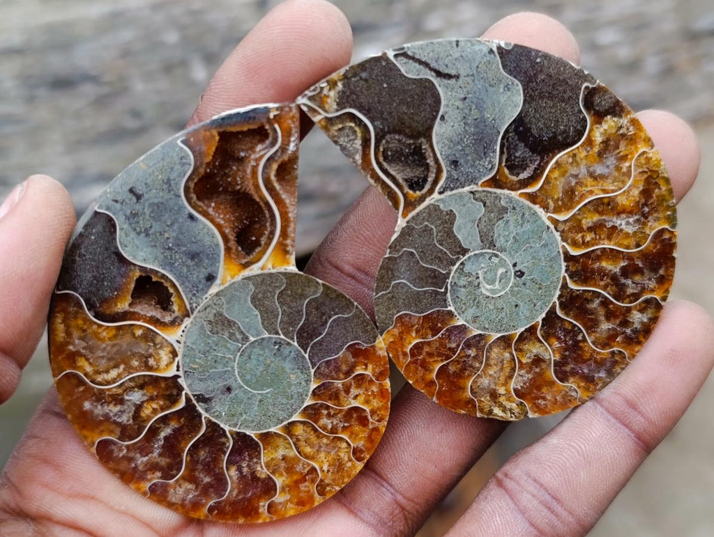 Polished and Natural Iridescent Cleoniceras Ammonite Fossil Pairs x 12 From Tulear, Madagascar