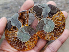 Polished and Natural Iridescent Cleoniceras Ammonite Fossil Pairs x 12 From Tulear, Madagascar