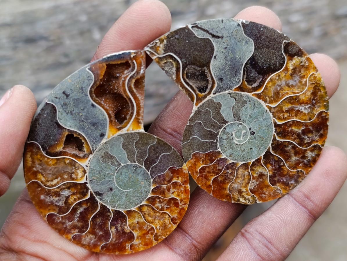 Polished and Natural Iridescent Cleoniceras Ammonite Fossil Pairs x 12 From Tulear, Madagascar