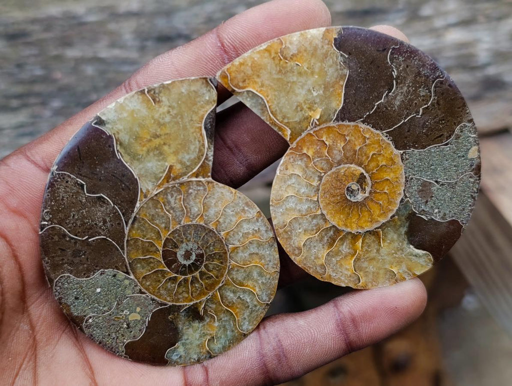 Polished and Natural Iridescent Cleoniceras Ammonite Fossil Pairs x 12 From Tulear, Madagascar