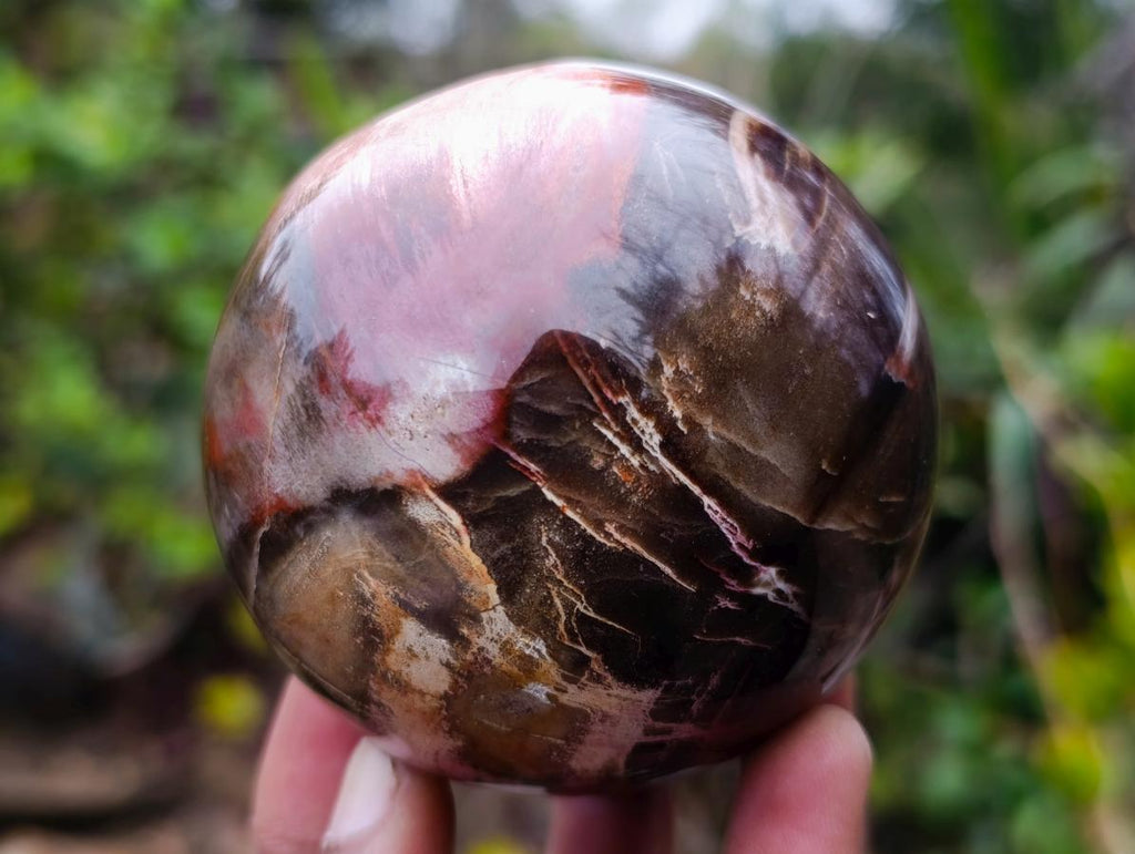 Polished Red Podocarpus Petrified Wood Spheres x 5 From Mahajanga, Madagascar