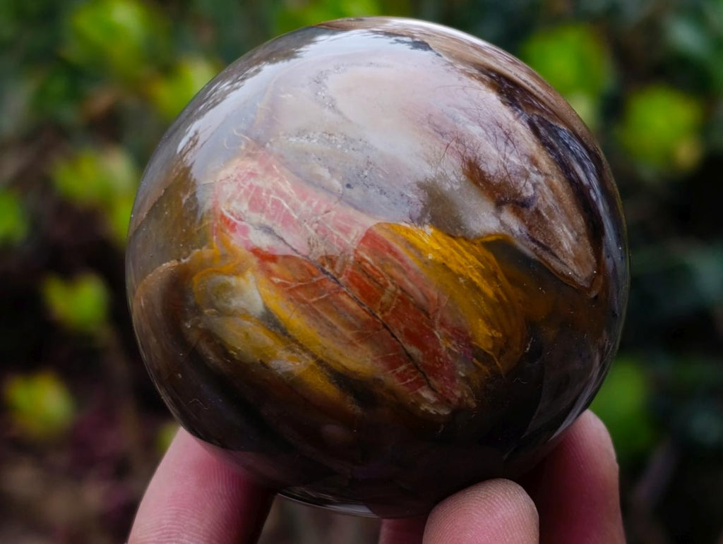 Polished Red Podocarpus Petrified Wood Spheres x 5 From Mahajanga, Madagascar
