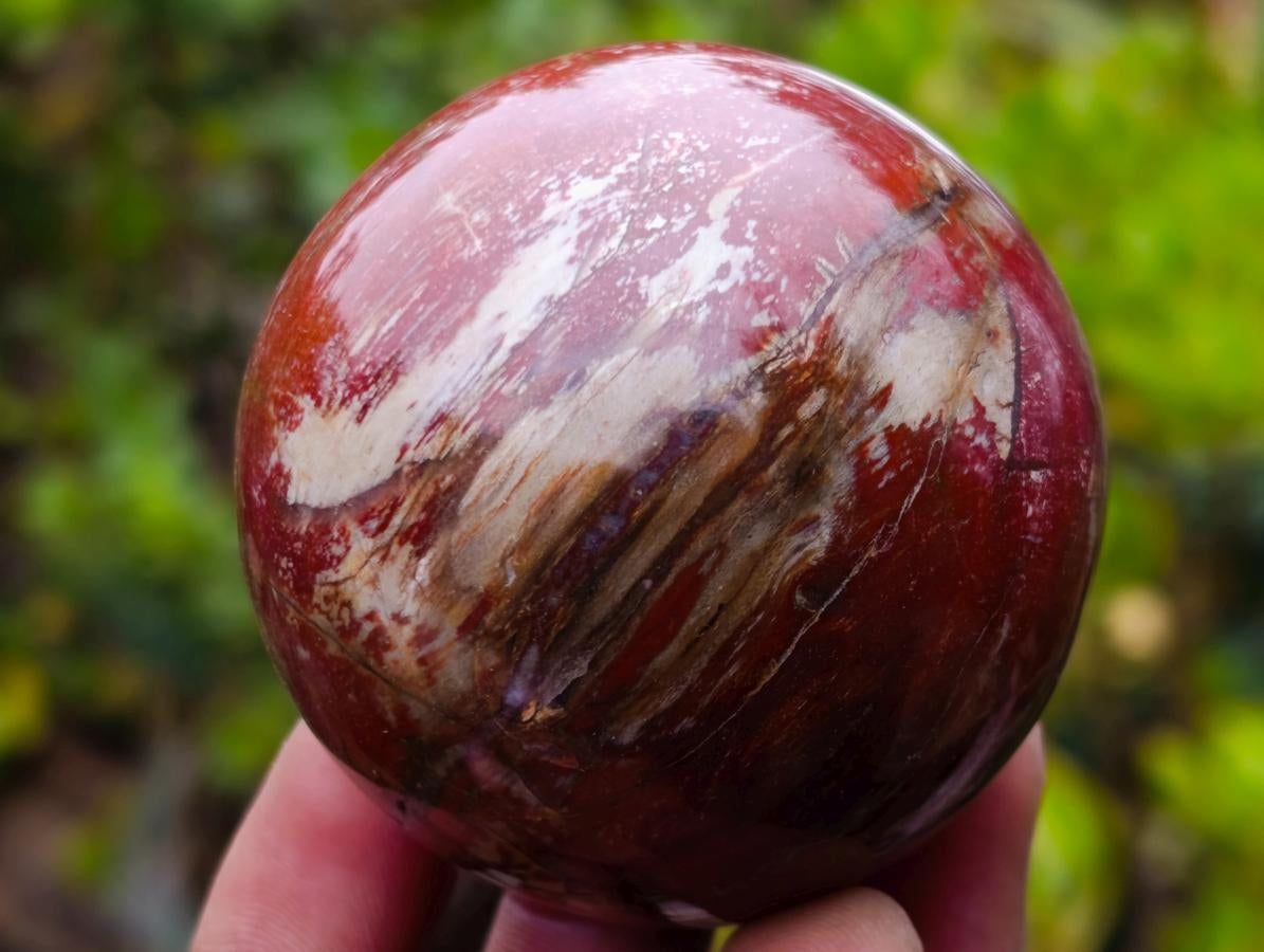 Polished Red Podocarpus Petrified Wood Spheres x 5 From Mahajanga, Madagascar