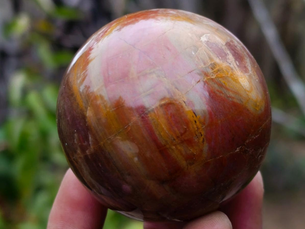 Polished Red Podocarpus Petrified Wood Spheres x 5 From Mahajanga, Madagascar