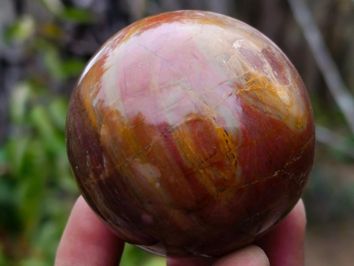 Polished Red Podocarpus Petrified Wood Spheres x 5 From Mahajanga, Madagascar