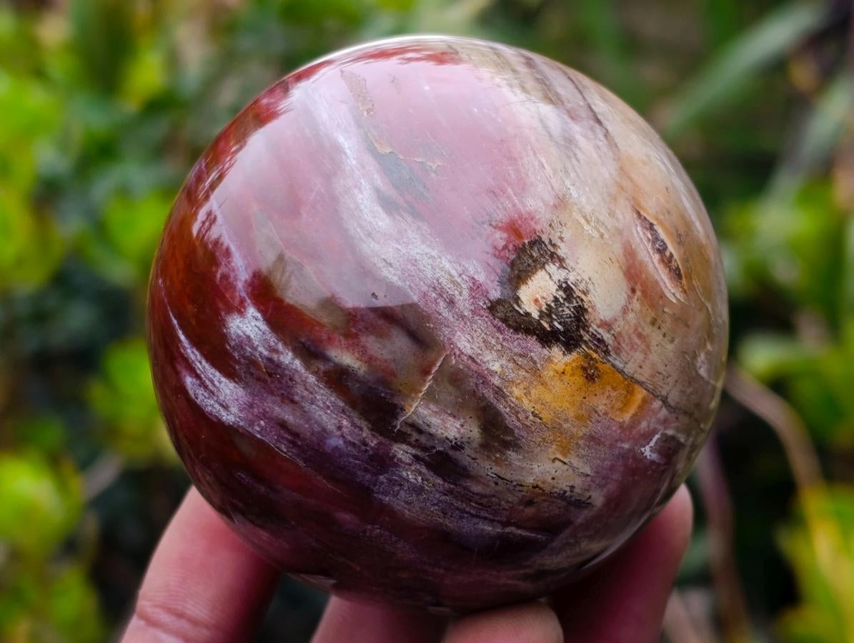 Polished Red Podocarpus Petrified Wood Spheres x 5 From Mahajanga, Madagascar