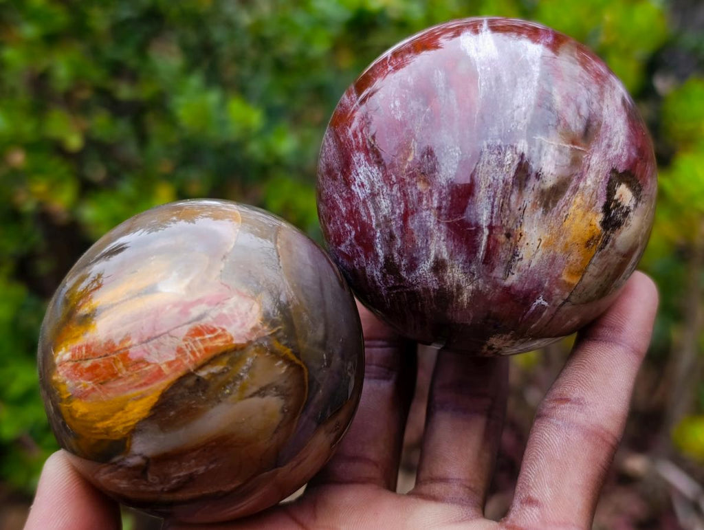 Polished Red Podocarpus Petrified Wood Spheres x 5 From Mahajanga, Madagascar