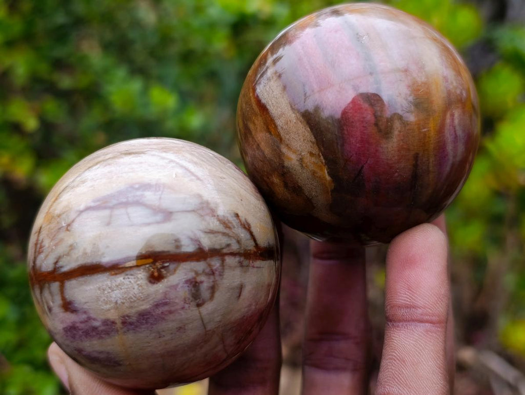 Polished Red Podocarpus Petrified Wood Spheres x 5 From Mahajanga, Madagascar