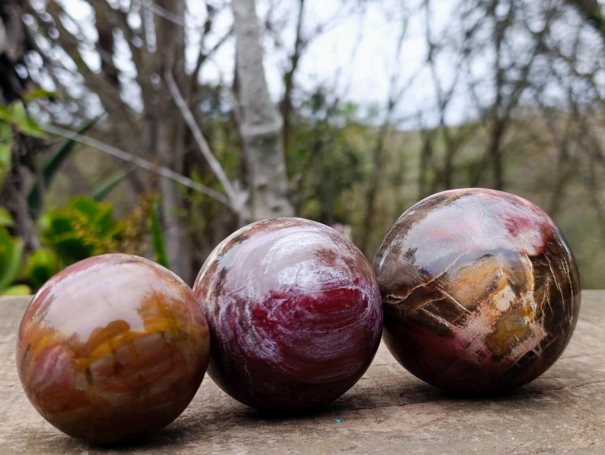Polished Red Podocarpus Petrified Wood Spheres x 5 From Mahajanga, Madagascar