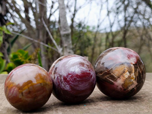 Polished Red Podocarpus Petrified Wood Spheres x 5 From Mahajanga, Madagascar