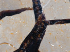 Polished and Natural Large Septerye Sauvage Display Crystal x 1 From Mahajanga, Madagascar