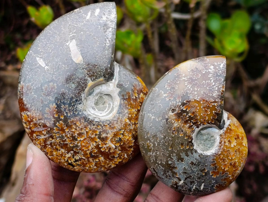 Polished Whole "Jigsaw" Cleoniceras Ammonite Fossils x 6 From Tulear, Madagascar