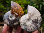 Polished Whole "Jigsaw" Cleoniceras Ammonite Fossils x 6 From Tulear, Madagascar