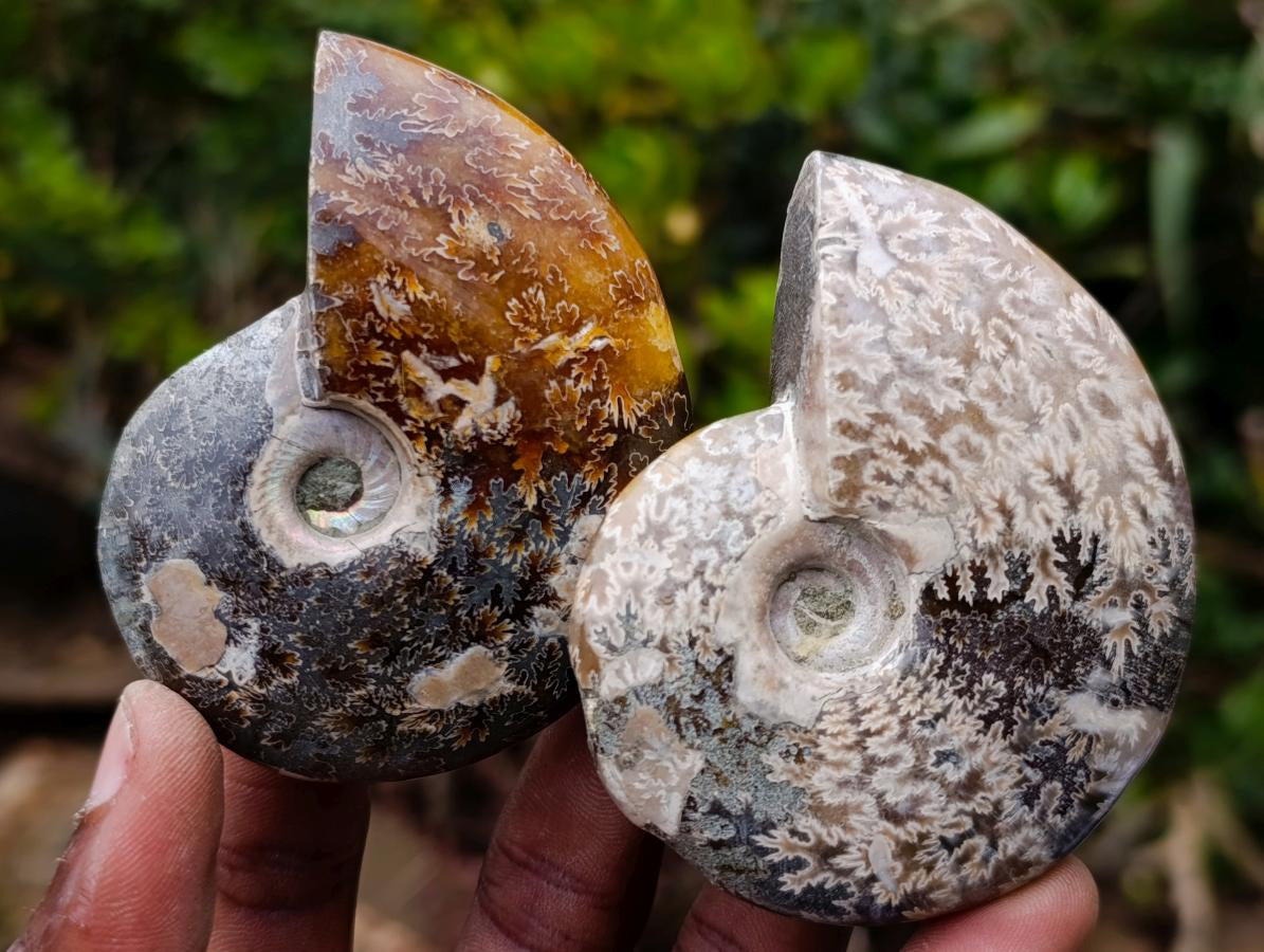 Polished Whole "Jigsaw" Cleoniceras Ammonite Fossils x 6 From Tulear, Madagascar