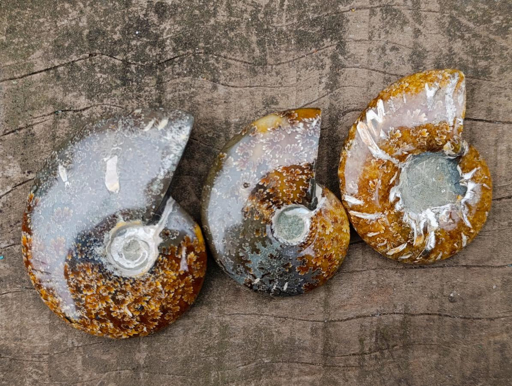Polished Whole "Jigsaw" Cleoniceras Ammonite Fossils x 6 From Tulear, Madagascar