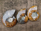 Polished Whole "Jigsaw" Cleoniceras Ammonite Fossils x 6 From Tulear, Madagascar