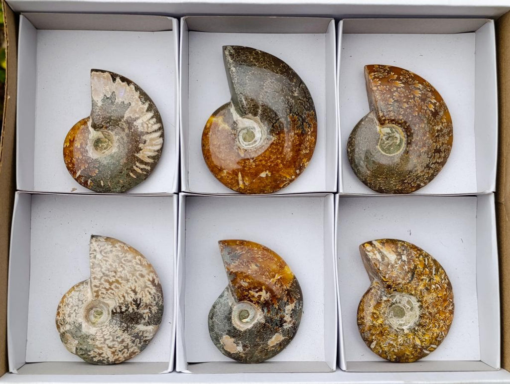 Polished Whole "Jigsaw" Cleoniceras Ammonite Fossils x 6 From Tulear, Madagascar