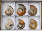Polished Whole "Jigsaw" Cleoniceras Ammonite Fossils x 6 From Tulear, Madagascar