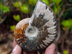 Polished Whole "Jigsaw" Cleoniceras Ammonite Fossils x 6 From Tulear, Madagascar