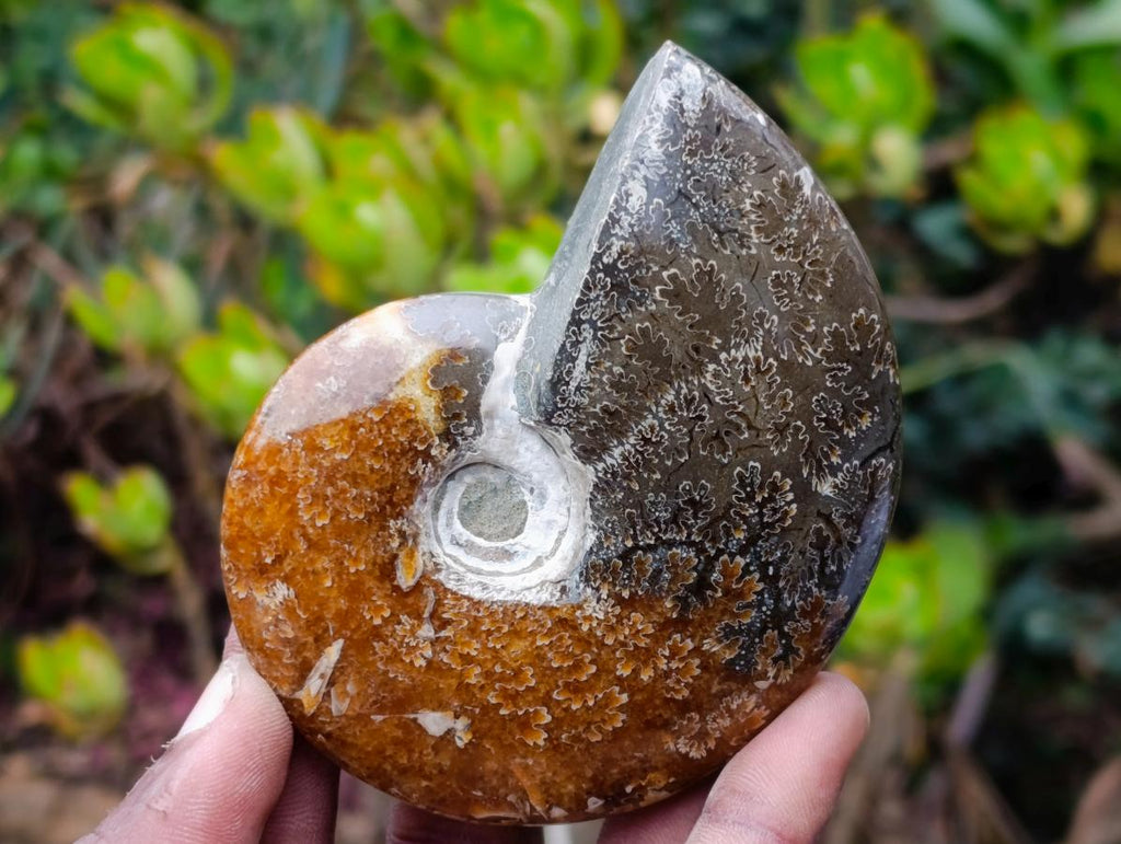 Polished Whole "Jigsaw" Cleoniceras Ammonite Fossils x 6 From Tulear, Madagascar