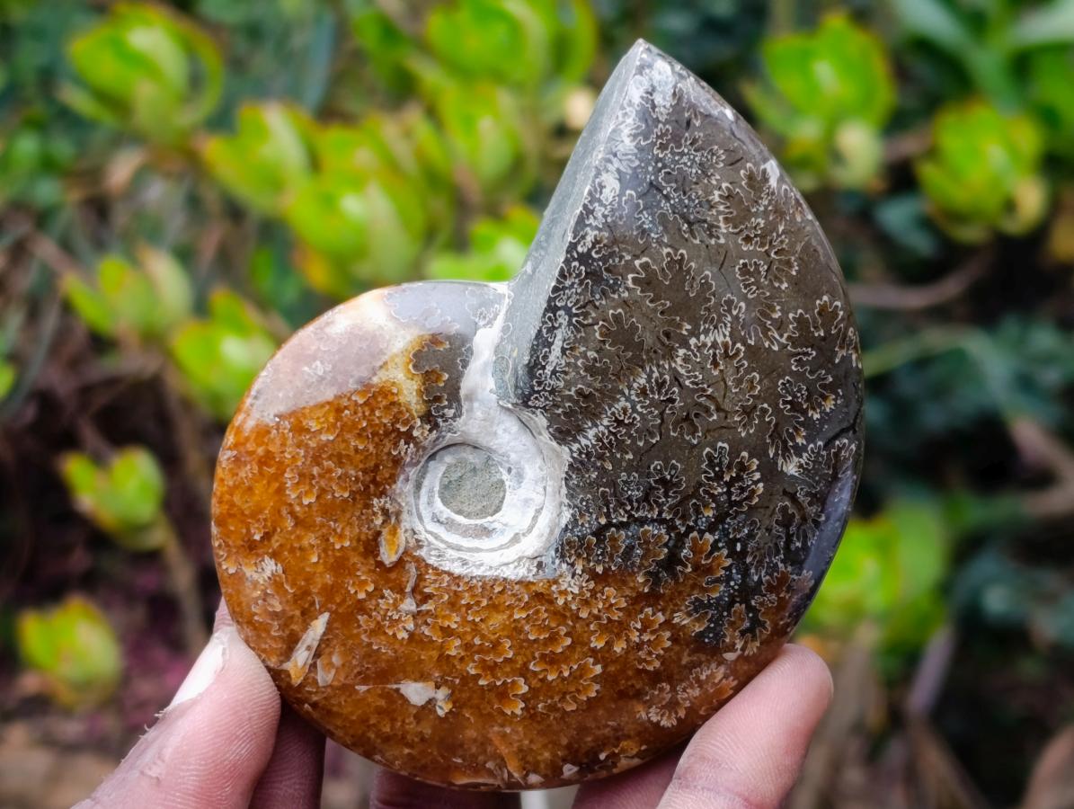 Polished Whole "Jigsaw" Cleoniceras Ammonite Fossils x 6 From Tulear, Madagascar
