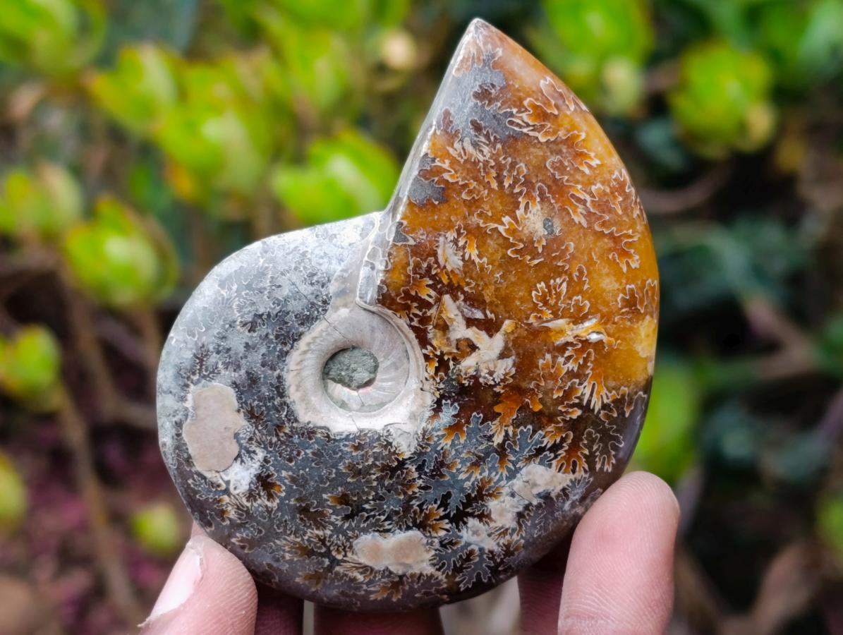Polished Whole "Jigsaw" Cleoniceras Ammonite Fossils x 6 From Tulear, Madagascar