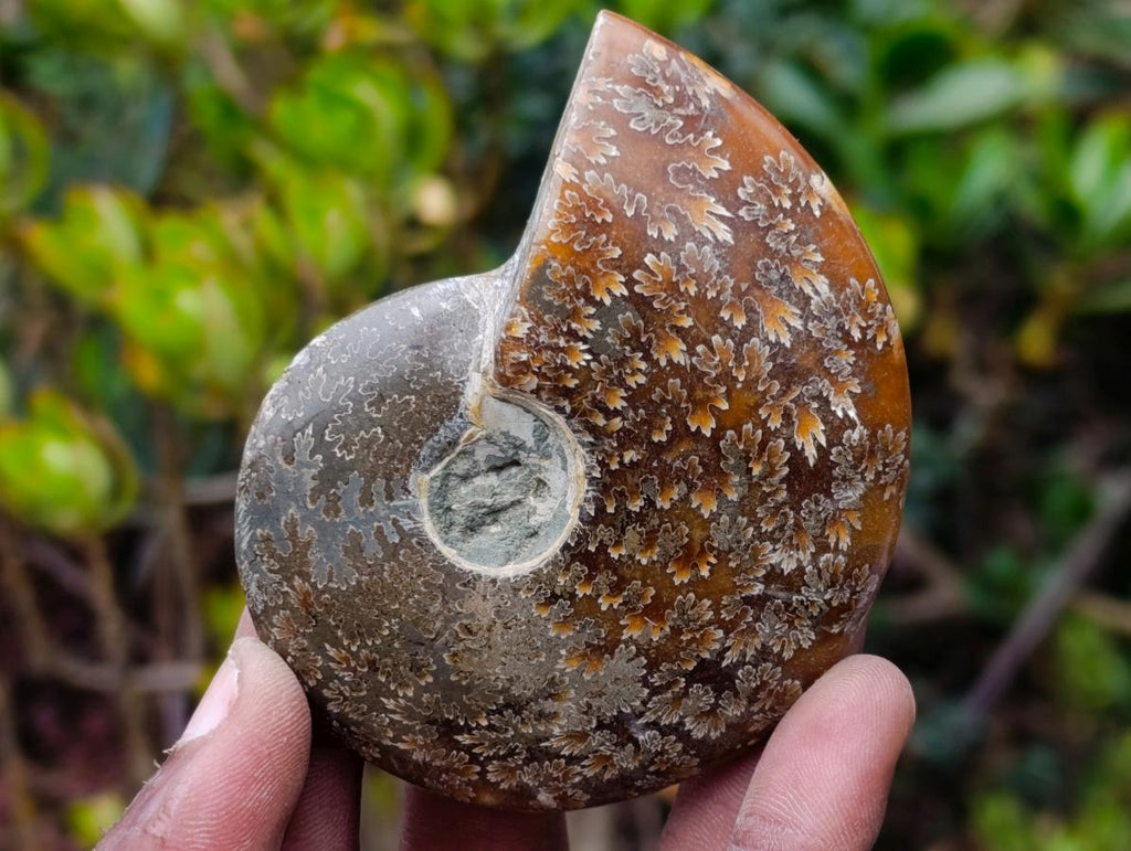 Polished Whole "Jigsaw" Cleoniceras Ammonite Fossils x 6 From Tulear, Madagascar