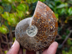 Polished Whole "Jigsaw" Cleoniceras Ammonite Fossils x 6 From Tulear, Madagascar