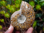 Polished Whole "Jigsaw" Cleoniceras Ammonite Fossils x 6 From Tulear, Madagascar
