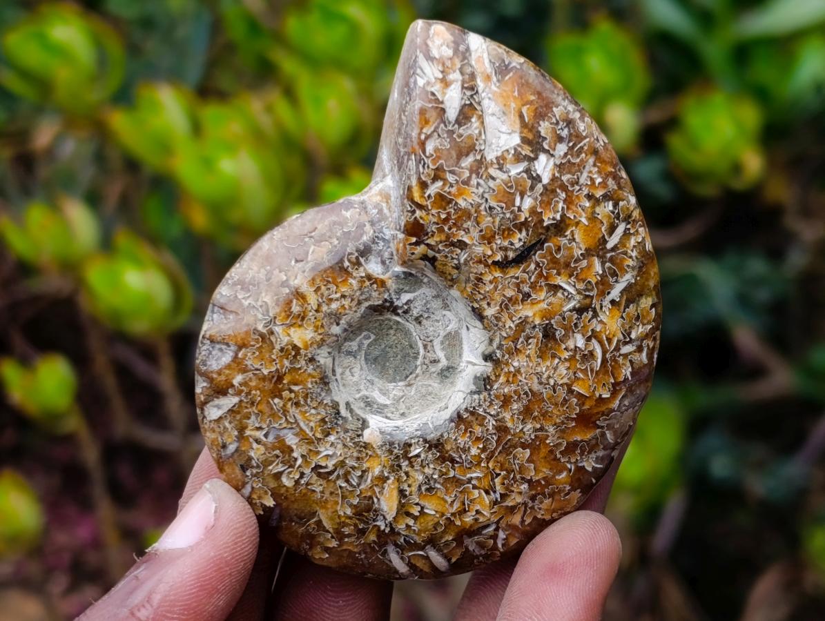 Polished Whole "Jigsaw" Cleoniceras Ammonite Fossils x 6 From Tulear, Madagascar